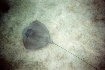 stingray