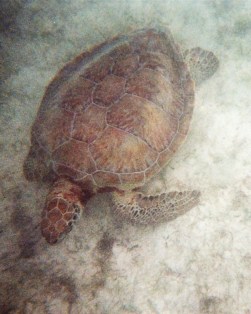 turtle