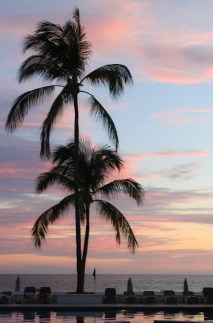 349 palm trees sillhougette