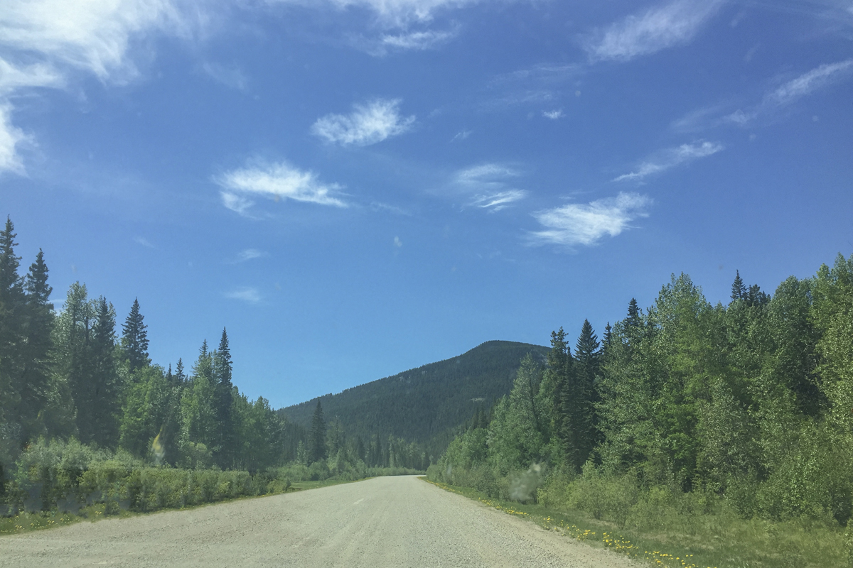 IMG_1819 forrestry trunk roadweb