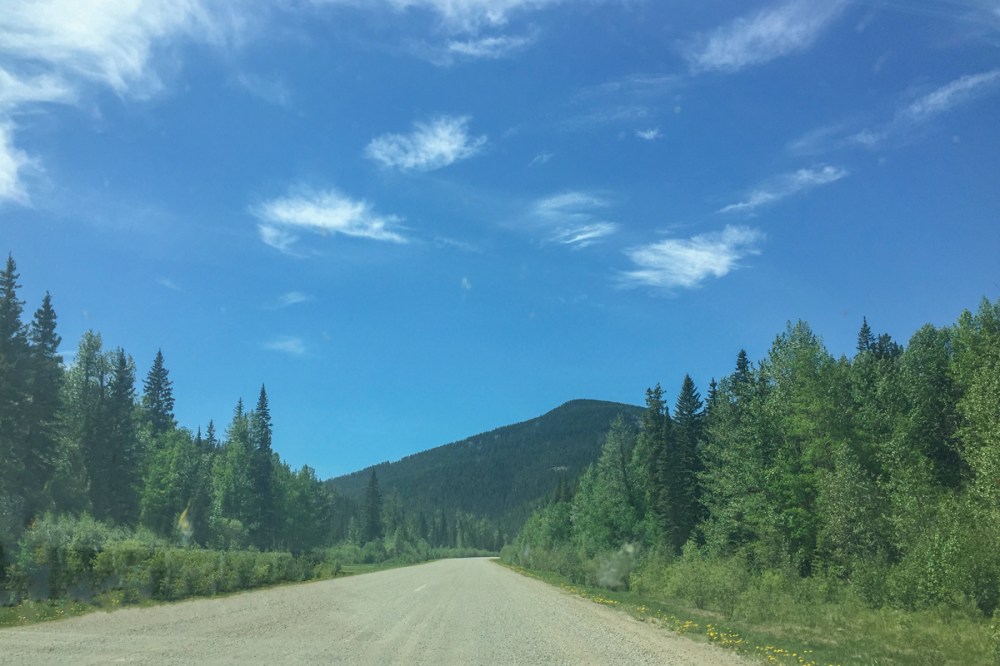 IMG_1819 forrestry trunk roadweb