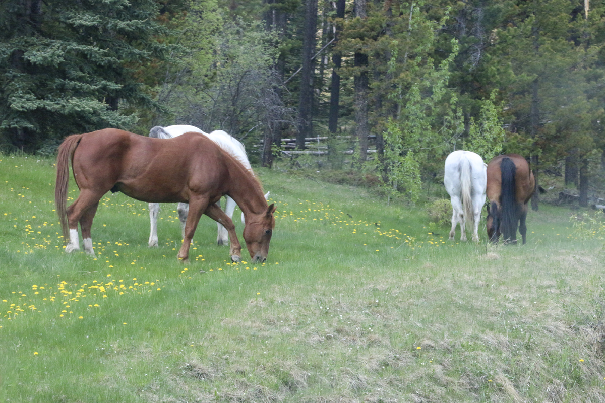 IMG_2010 horses grazingweb