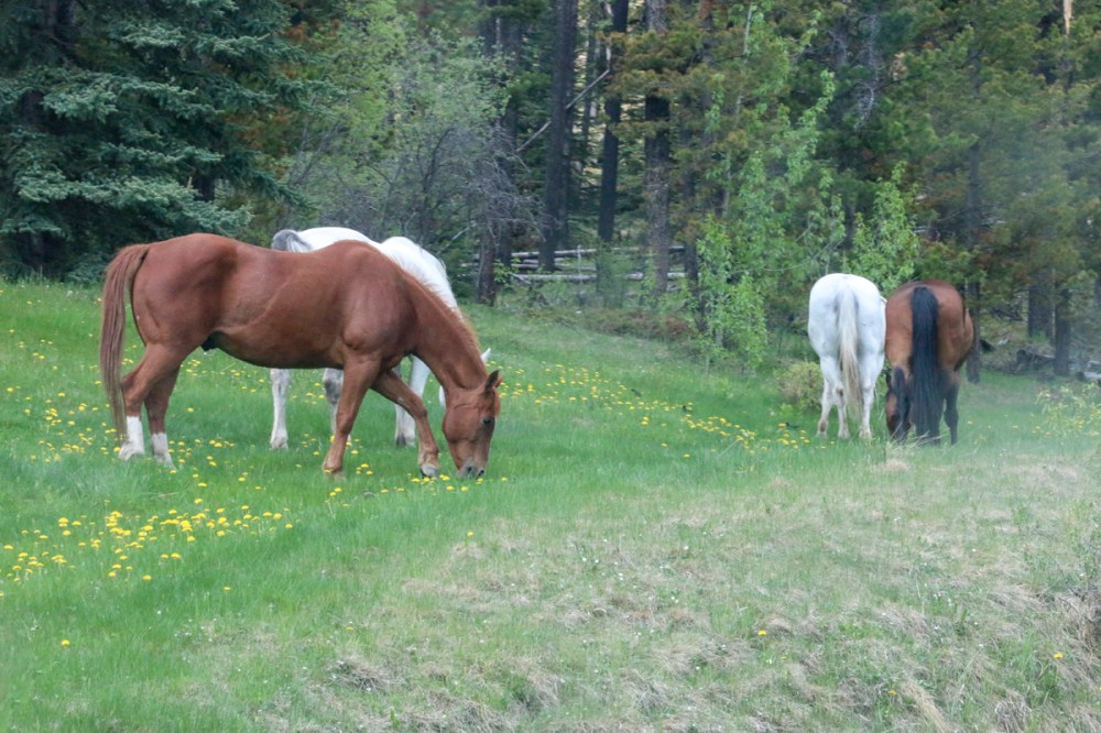 IMG_2010 horses grazingweb
