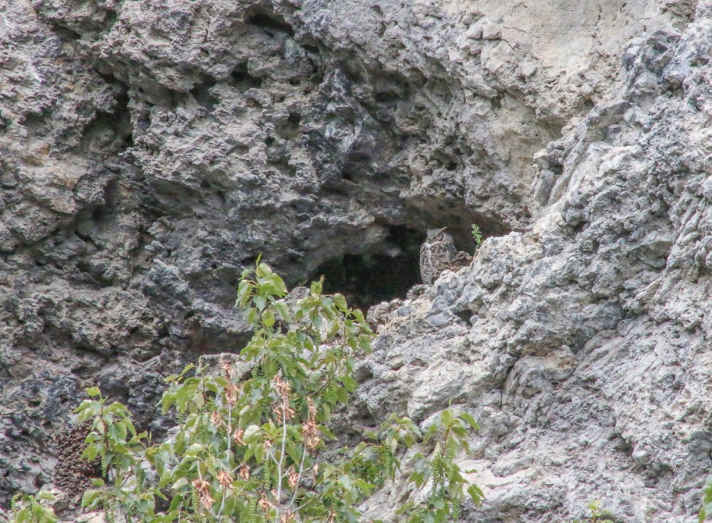 IMG_4652 Great Horned Owlweb