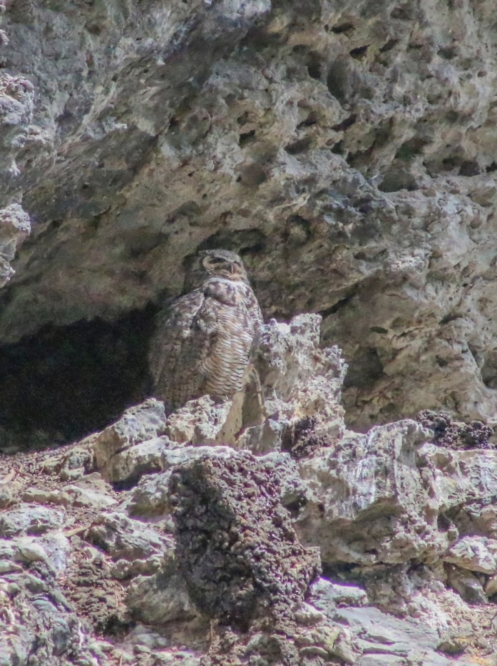 IMG_4821 owl eyes openweb