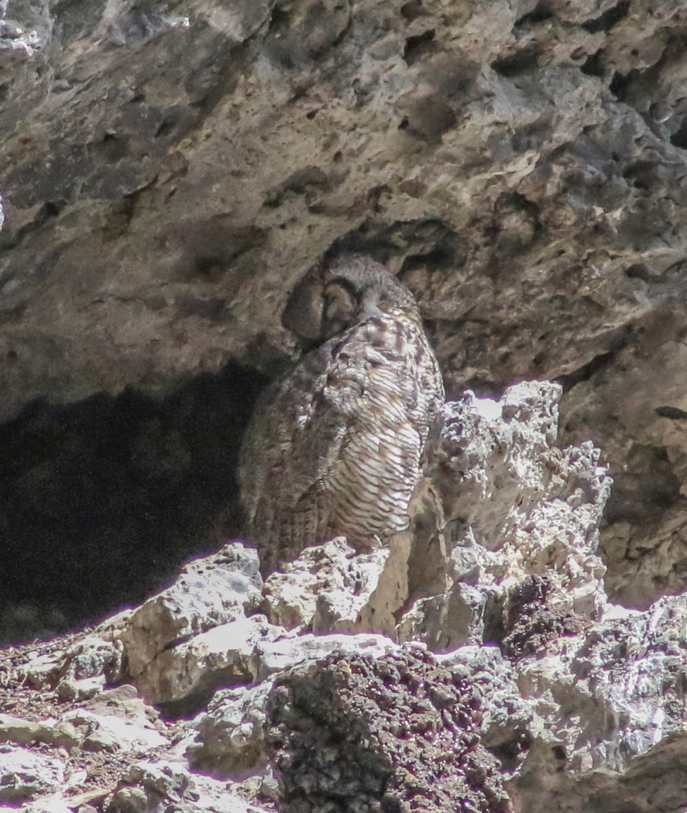 IMG_4830 owl preeningweb