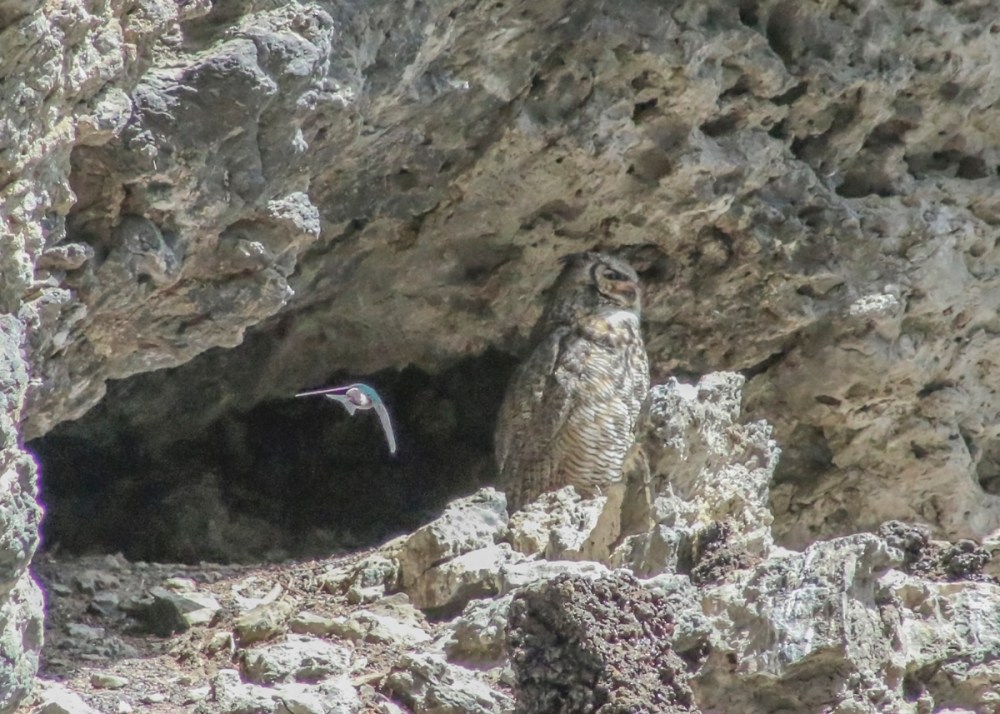 IMG_4850 owl with swallowweb
