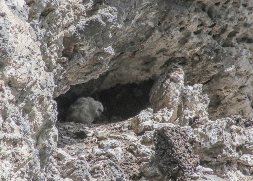 IMG_4889 baby coming outweb