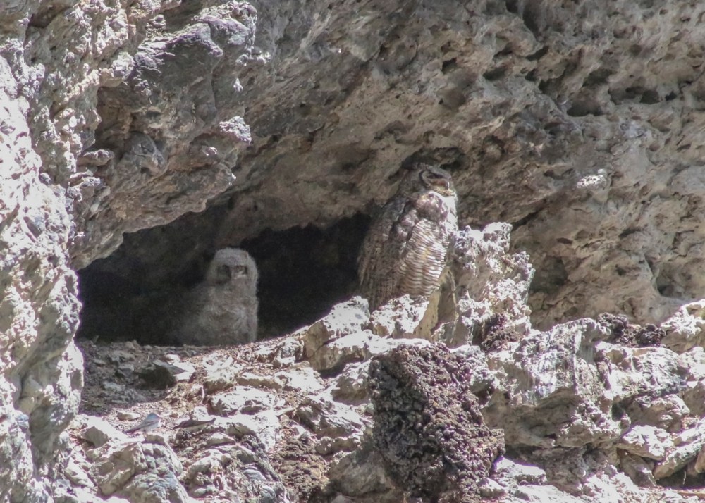 IMG_4899 baby staringweb