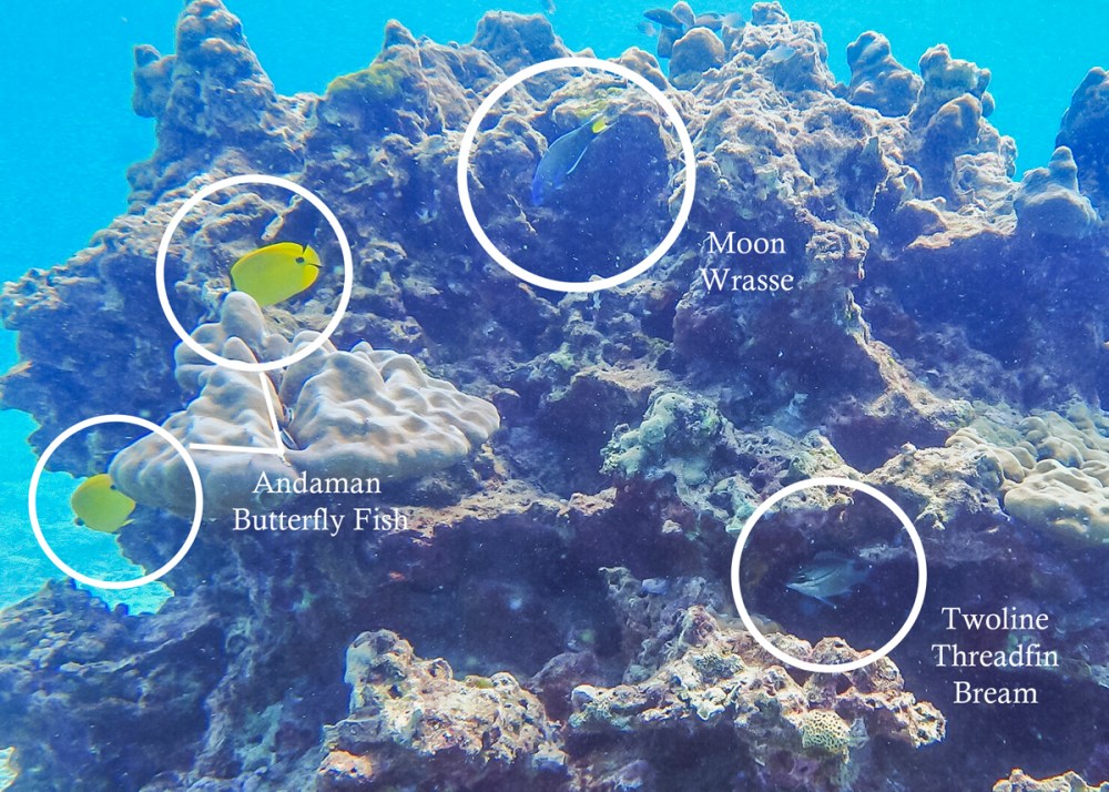 121A31D6- Andaman butterfly and moon wrasse plus hidden twoline threadfin bream edit with textweb