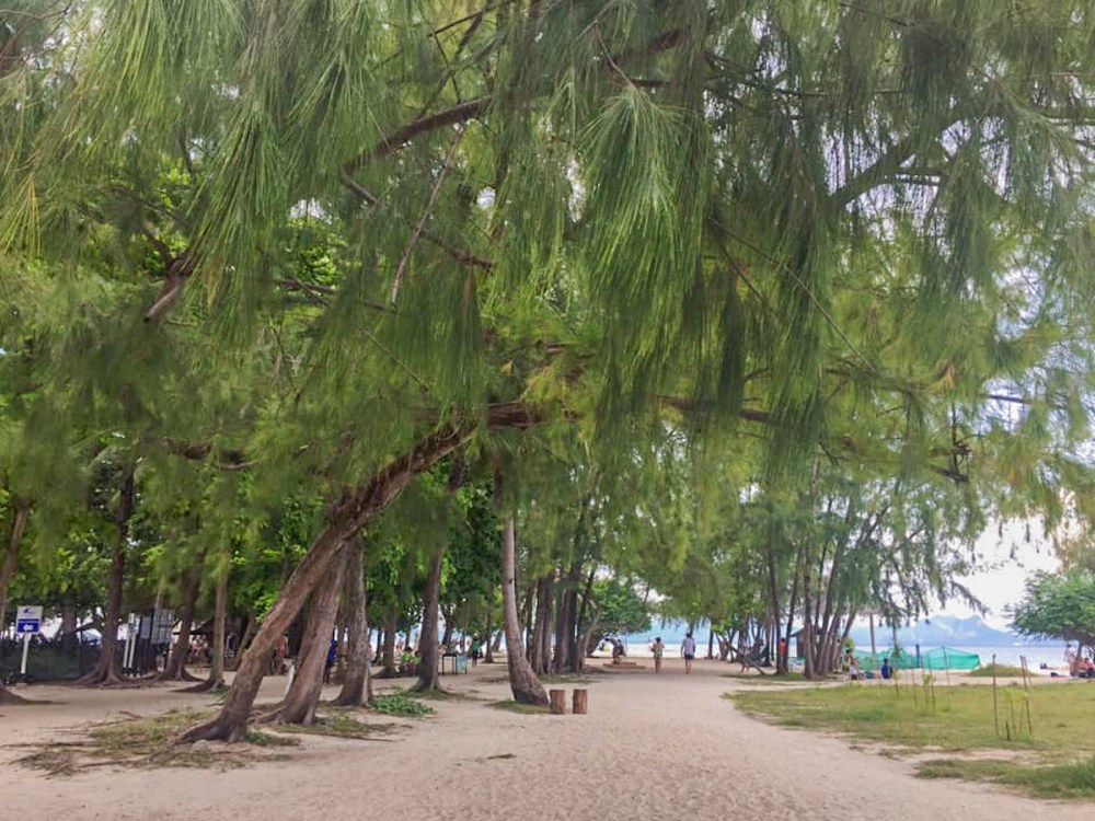 46214668_10156415915637489_4249317420050677760_n trees on koh podaweb