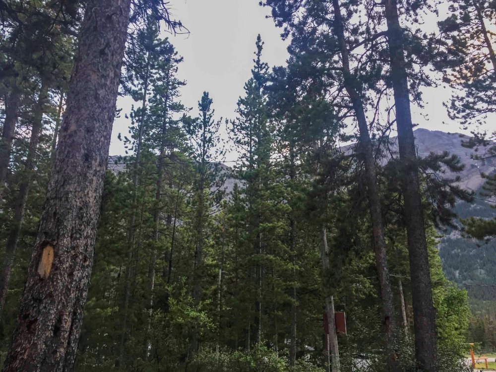 IMG_8643 view from campweb