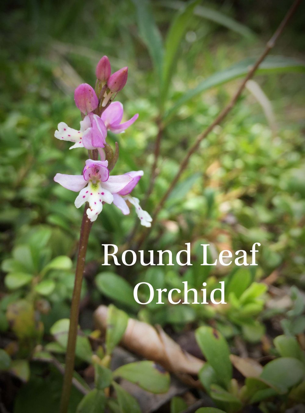 6B91A315-BACD-4C39-95CB-2715E0E8DD70.jpegweb