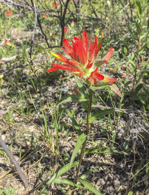 IMG_8658 red paintbrushweb