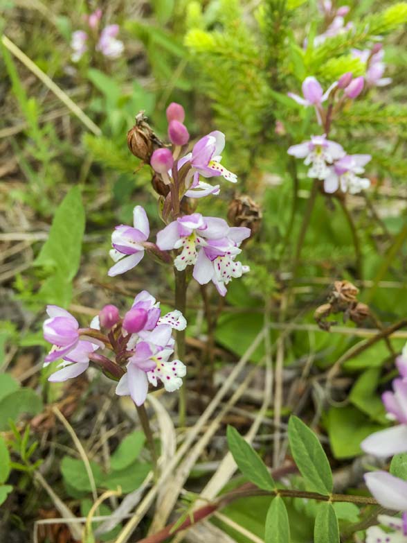 IMG_8661 round leaf orchidweb