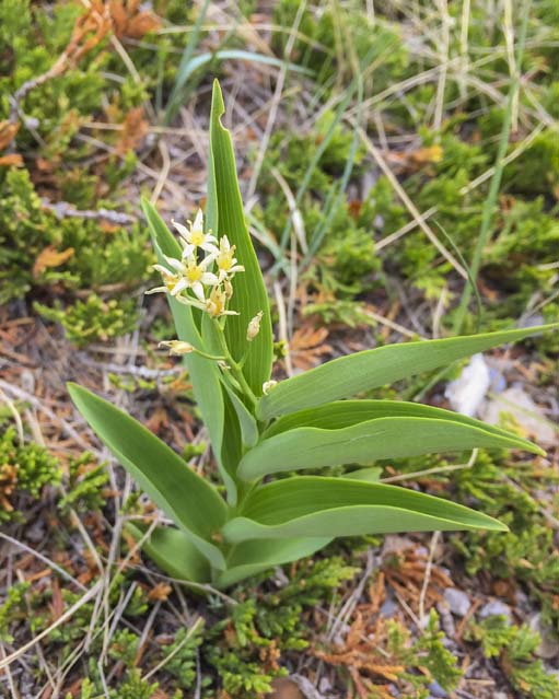 IMG_8665 Star-flowered false Solomon sealweb