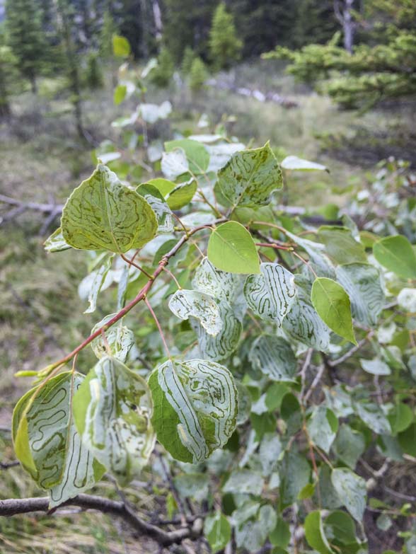 IMG_8667 leaf miner damageweb