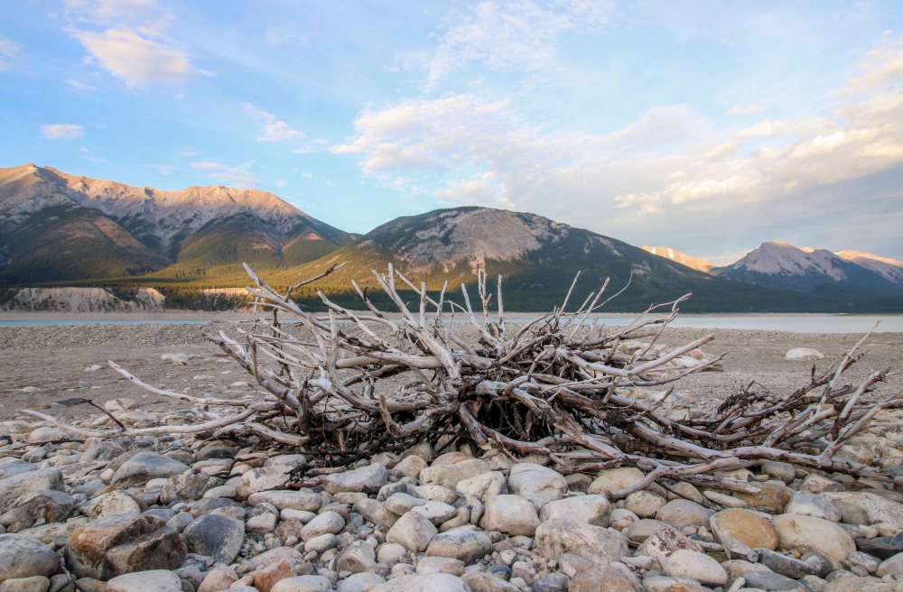 IMG_9239 driftwood lakeweb